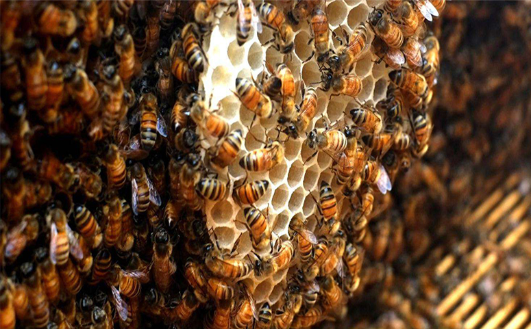 蜜蜂养殖技术图片