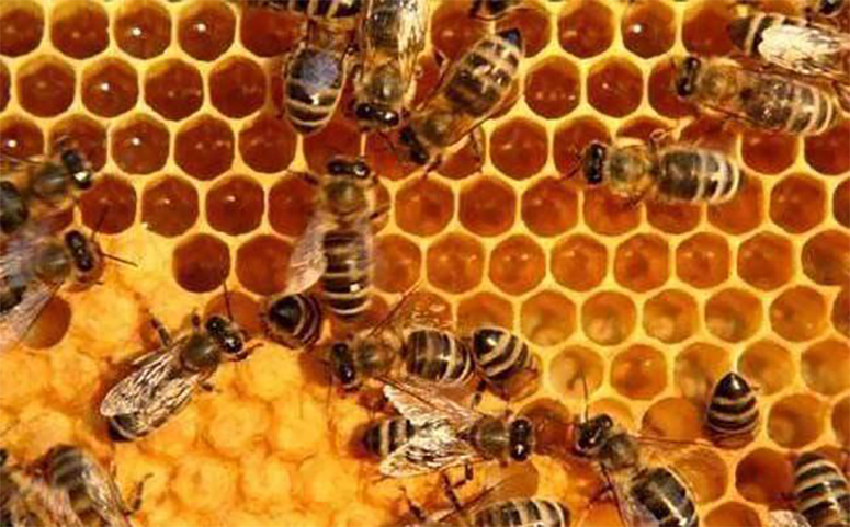 蜜蜂养殖图片