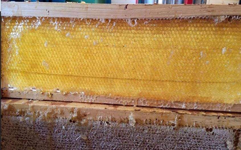蜜蜂养殖割蜜图片