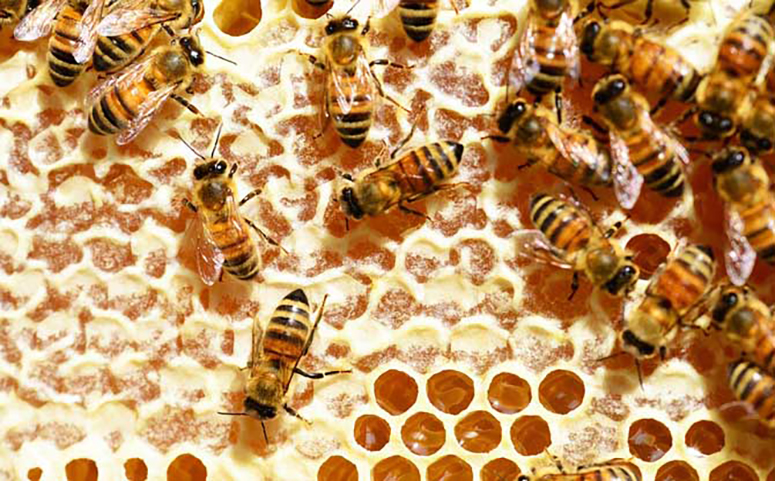 养蜂行业不被看好的原因之依赖气候的图片