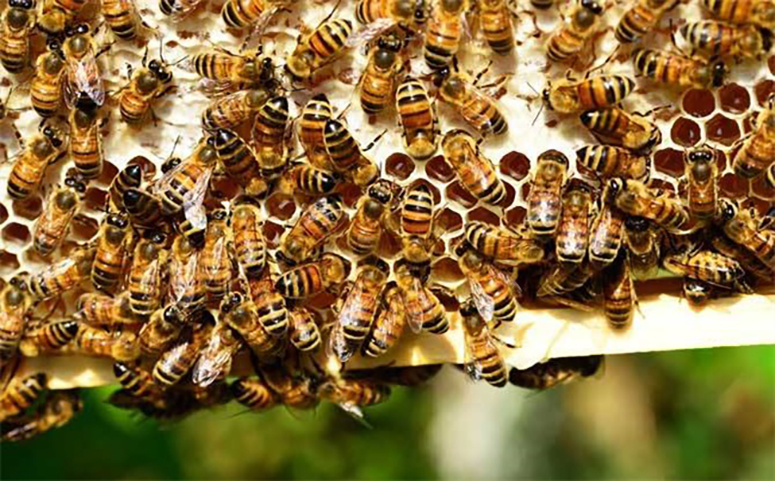 养蜂行业受市场行情影响图片