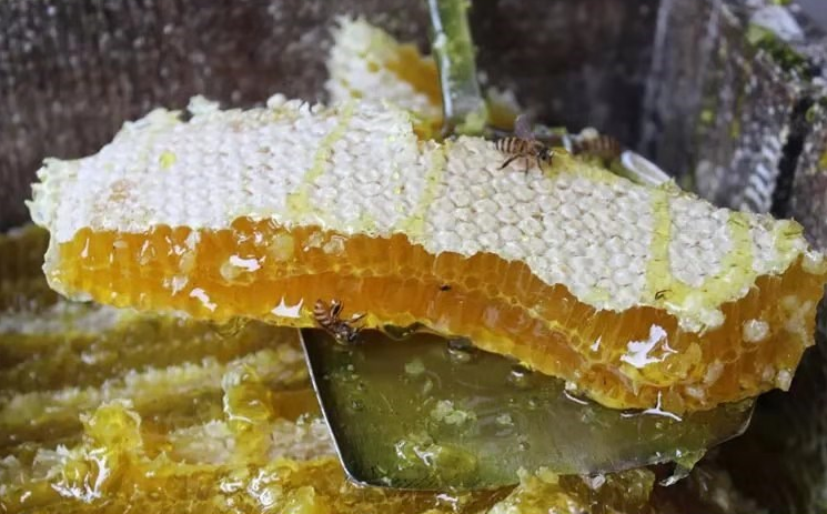 蜂巢蜜中的蜂蜡是工蜂分泌出来的图片