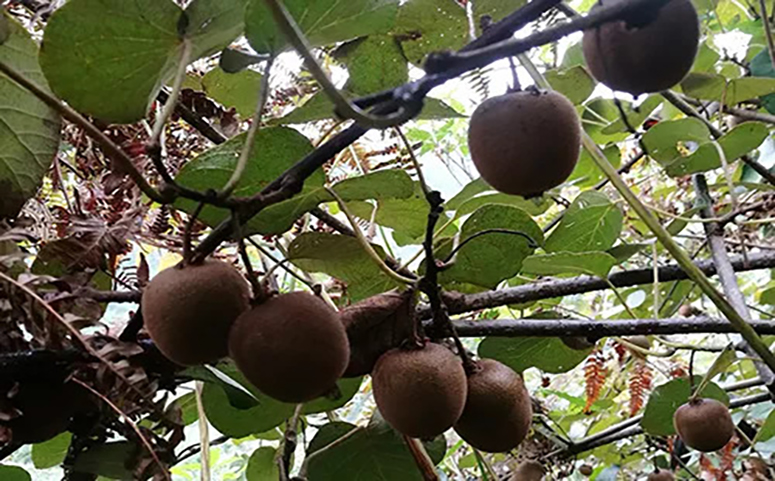 猕猴桃树种植方法介绍图片