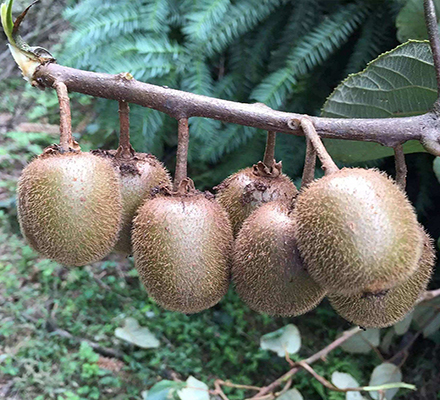 秦巴山区纯天然猕猴桃（奇异果）鲜果现摘现发500g