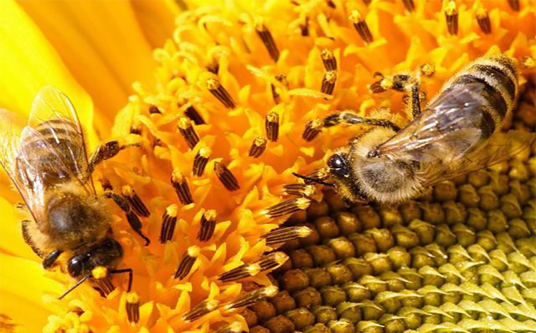 避免被蜜蜂蛰伤少去花丛中介绍图片