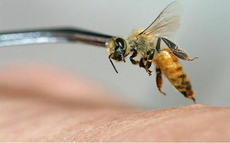 避免被蜜蜂蛰伤方法介绍图片