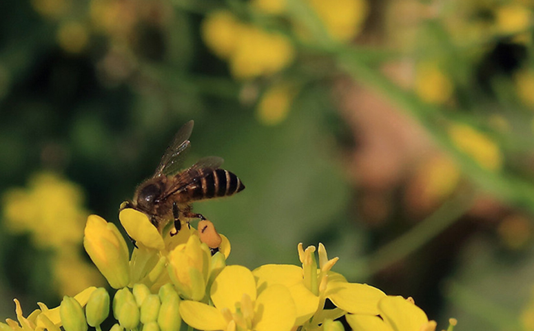 蜜蜂有自己的联系方法才不会迷路图片