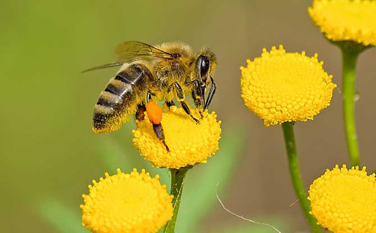 蜜蜂为什么采蜜介绍图片
