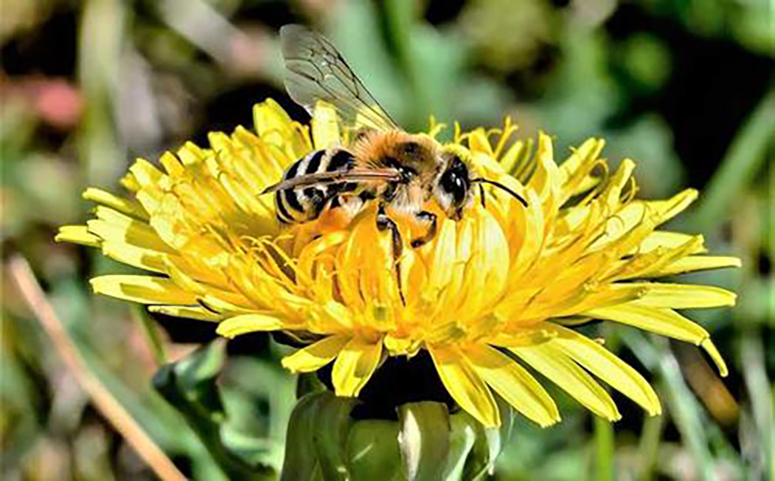 蜜蜂为什么要采蜜酿蜜图片