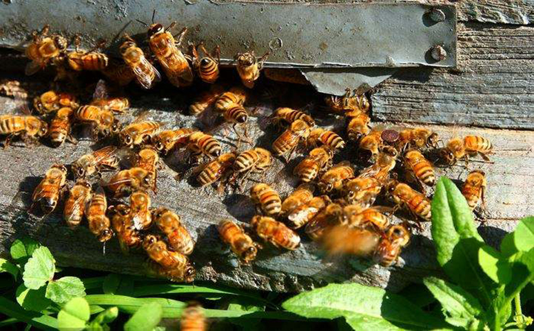 蜜蜂迷路了可以尝试进入新蜂巢图片