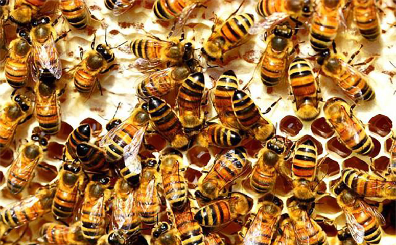 蜂蜜在蜂巢中互相抱团取暖图片