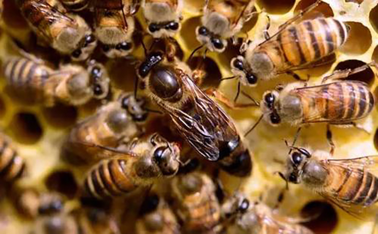 蜜蜂过冬会储备蜂蜜图片