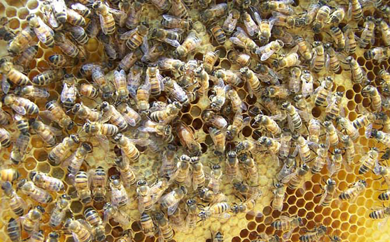 蜜蜂过冬时会减少活动量图片