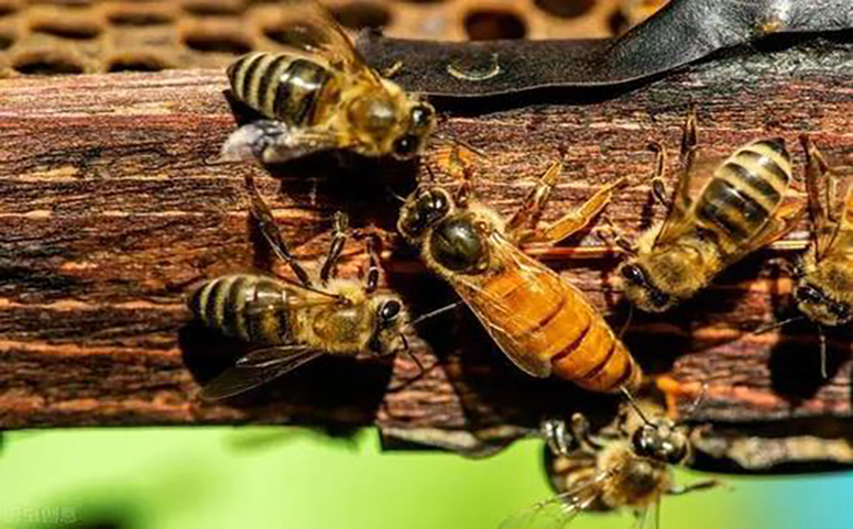 蜜蜂生长发育蛹期到成蜂期过程图片