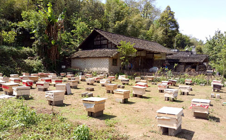 养好蜜蜂需要好的养殖场地介绍图片