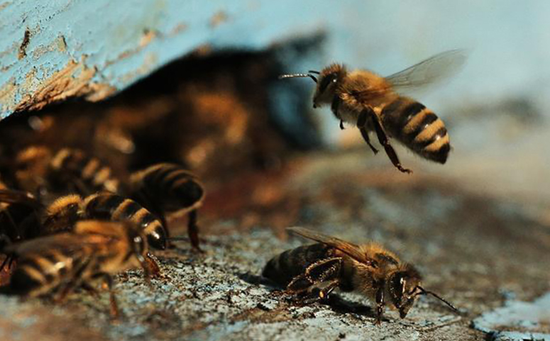 蜜蜂分蜂的原因之蜂王介绍
