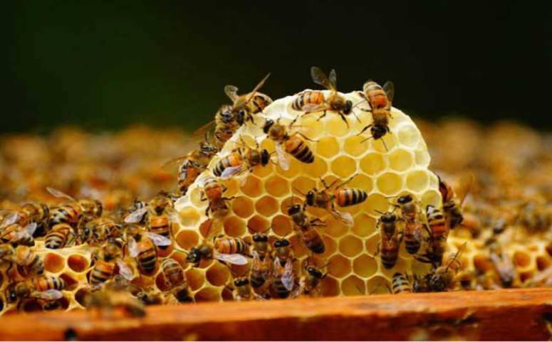 蜜蜂分蜂原因之蜂蜜储量图片