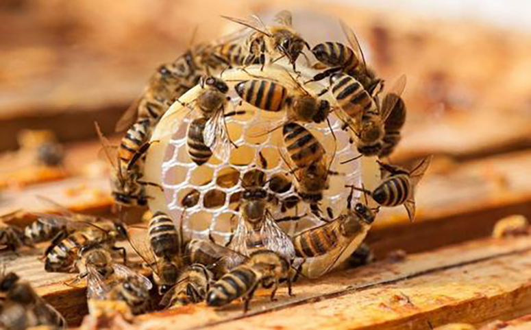 蜜蜂分蜂后会在原蜂巢附近结团图片