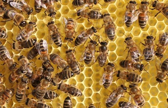 意蜂繁殖能力强的特点