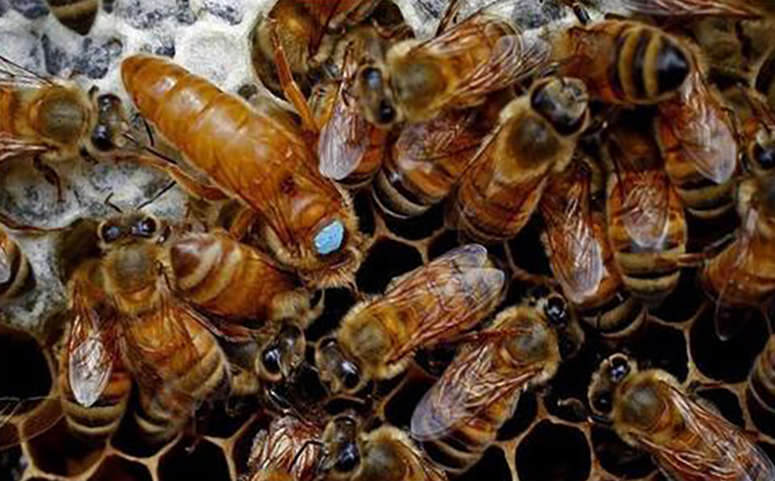 更换蜂王来控制蜜蜂分蜂介绍图片
