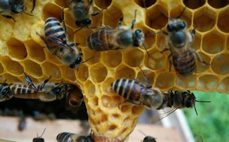 养蜂怎么进行人工分蜂图片