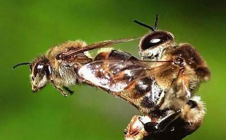 蜂王和雄蜂交尾介绍图片