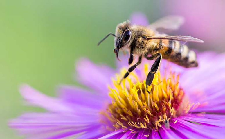 蜜蜂的采集范围因蜂种不同而有所区别介绍图片