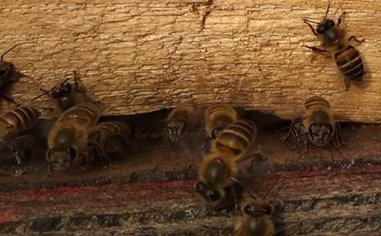 蜜蜂在巢门口扇风是调节巢温的介绍图片