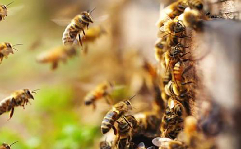 蜜蜂在巢门口扇风是抵御天敌介绍图片