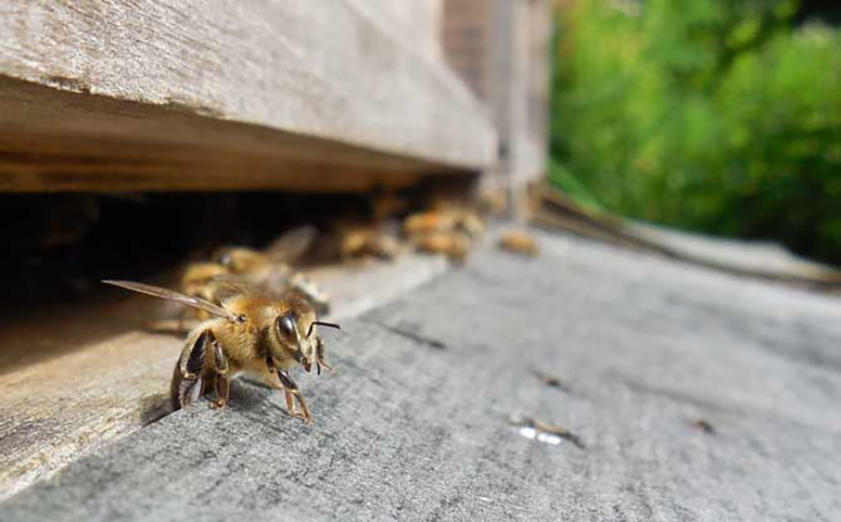 蜜蜂在巢门口扇风是为什么介绍图片