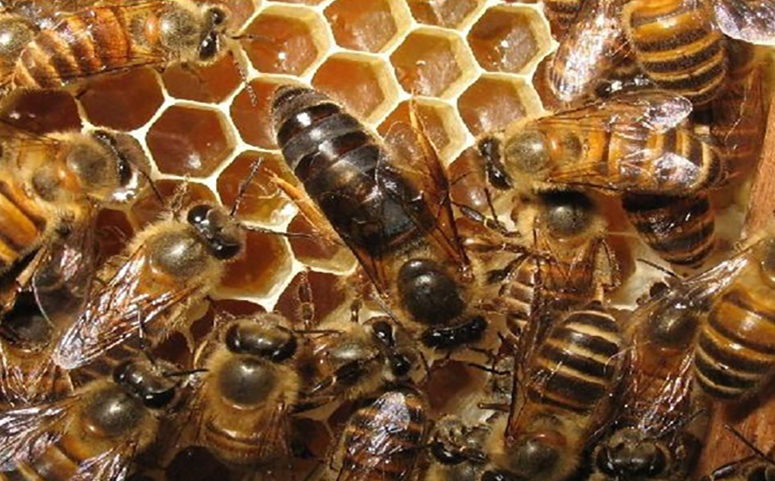 蜜蜂工蜂可以用受精卵培育蜂王介绍图片