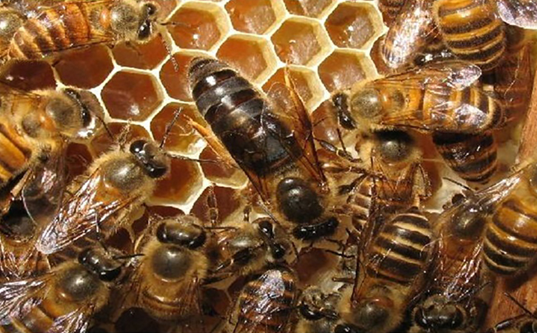 蜂王是蜂群的领导者吗图片