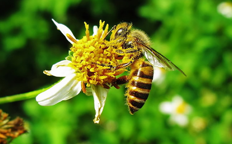 蜜蜂最喜欢什么颜色的花朵图片