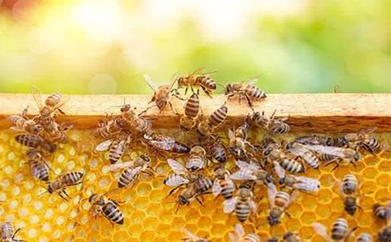 工蜂只能产少量的未受精卵介绍图片