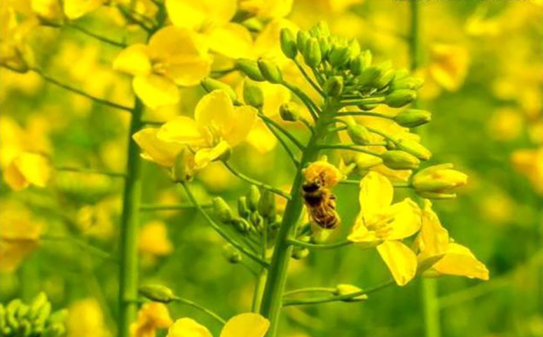 从外观鉴别油菜花蜂蜜真假的方法介绍图片