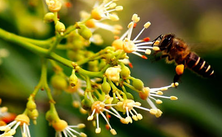 蜜蜂采集荔枝花图片
