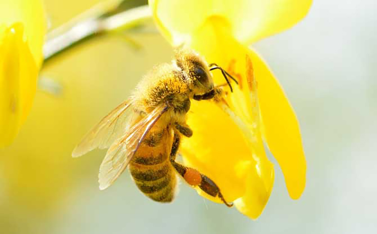 被蜜蜂蛰了是好兆头吗？