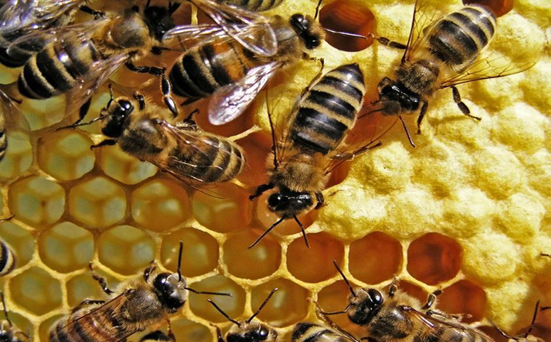 蜜蜂是如何筑巢的图片