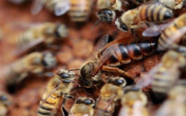蜂王和雄蜂受食物的影响的区别介绍图片