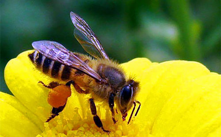 蜜蜂与蜜源的关系介绍图片