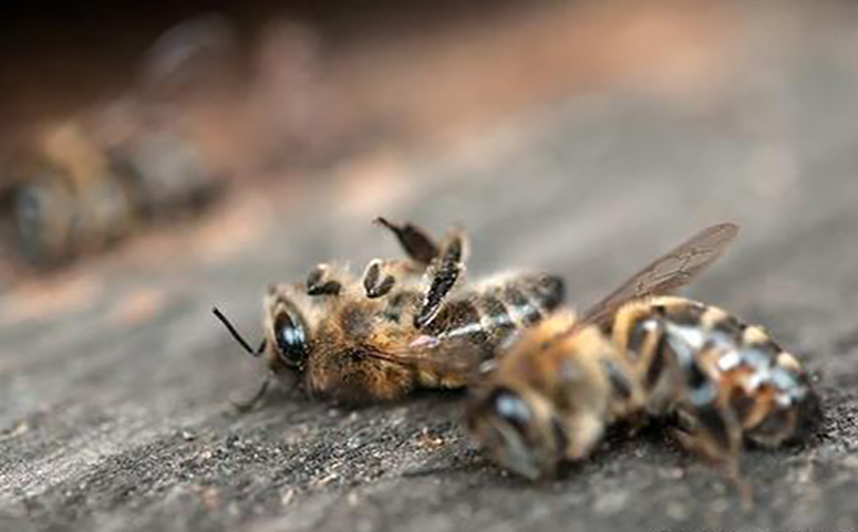 蜜蜂判断蜜源是否有毒的过程介绍图片