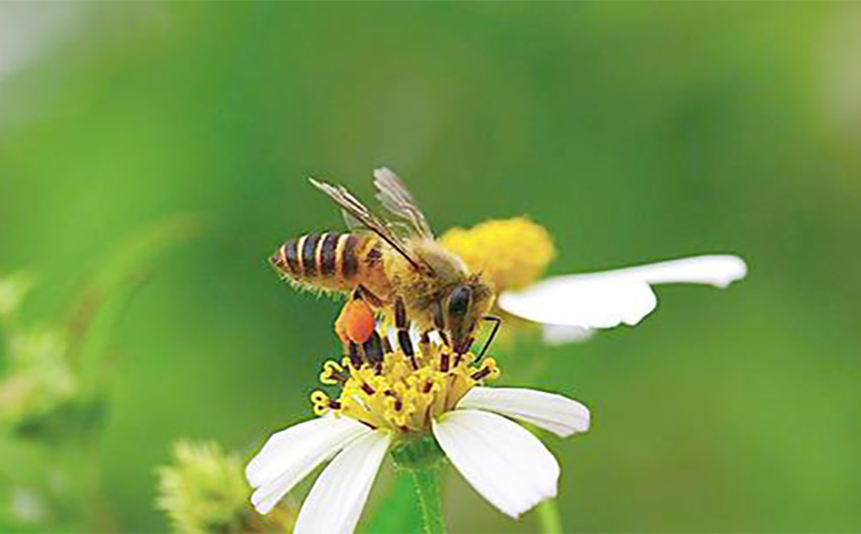 蜜蜂无法判断蜜源是否有毒时会让老工蜂试毒介绍图片
