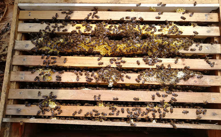 北方蜜蜂过冬要提前培育越冬蜂介绍图片