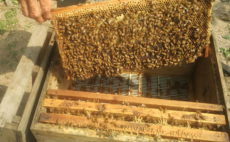 北方蜜蜂过冬要准备足够的伺料介绍图片