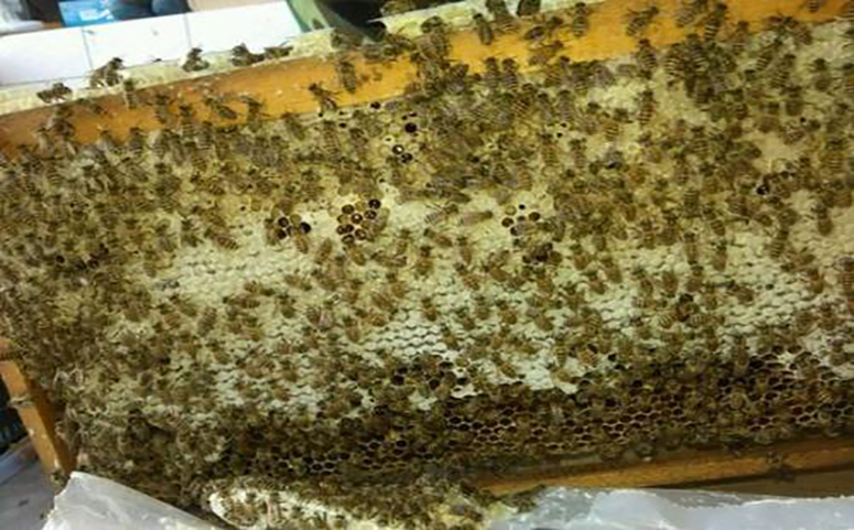 北方蜜蜂过冬要提前调整群势介绍图片
