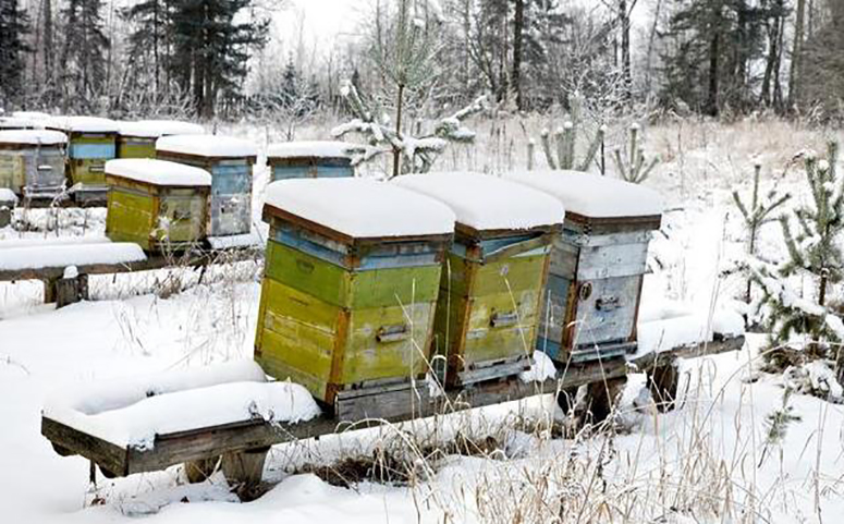 北方蜂群安全过冬的准备措施介绍图片