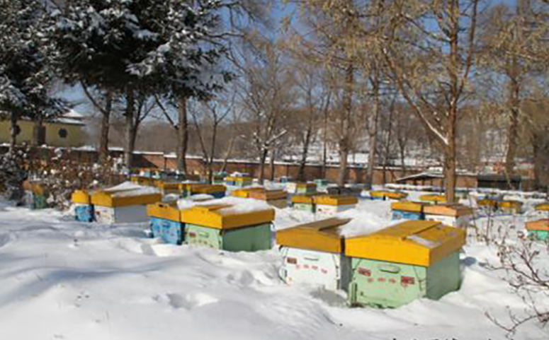 北方蜂群在室外安全越冬场地选择介绍图片