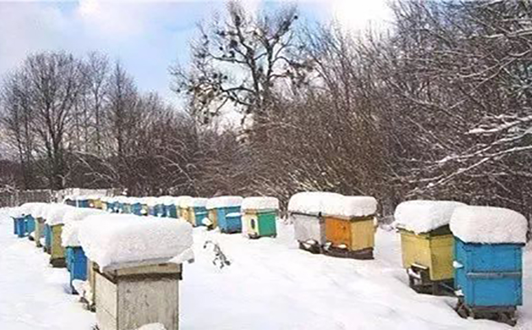 北方蜂群在室外如何安全越冬介绍图片