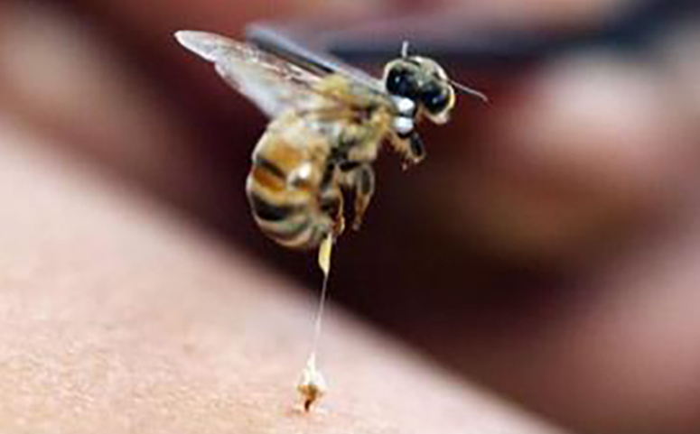 蜂疗能治什么病介绍图片