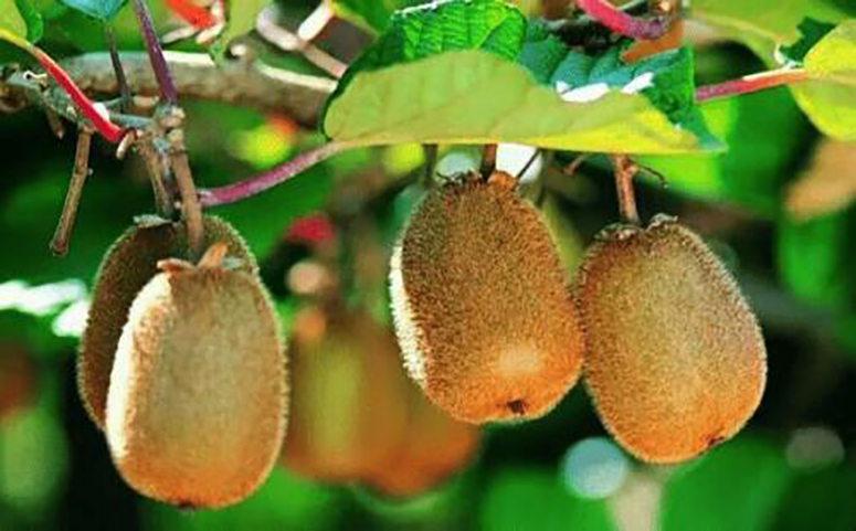 猕猴桃种植需要五年结果介绍图片